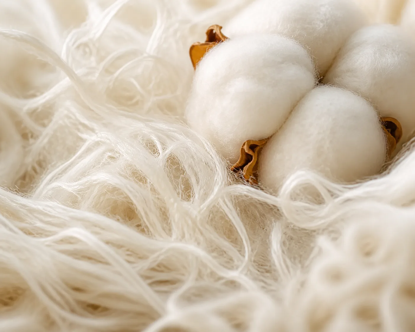 Fotografia macro de fibras naturais de algodão e de um tufo macio de algodão
